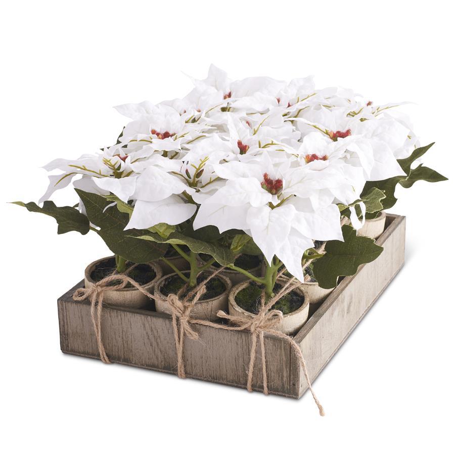 White Potted Poinsettia